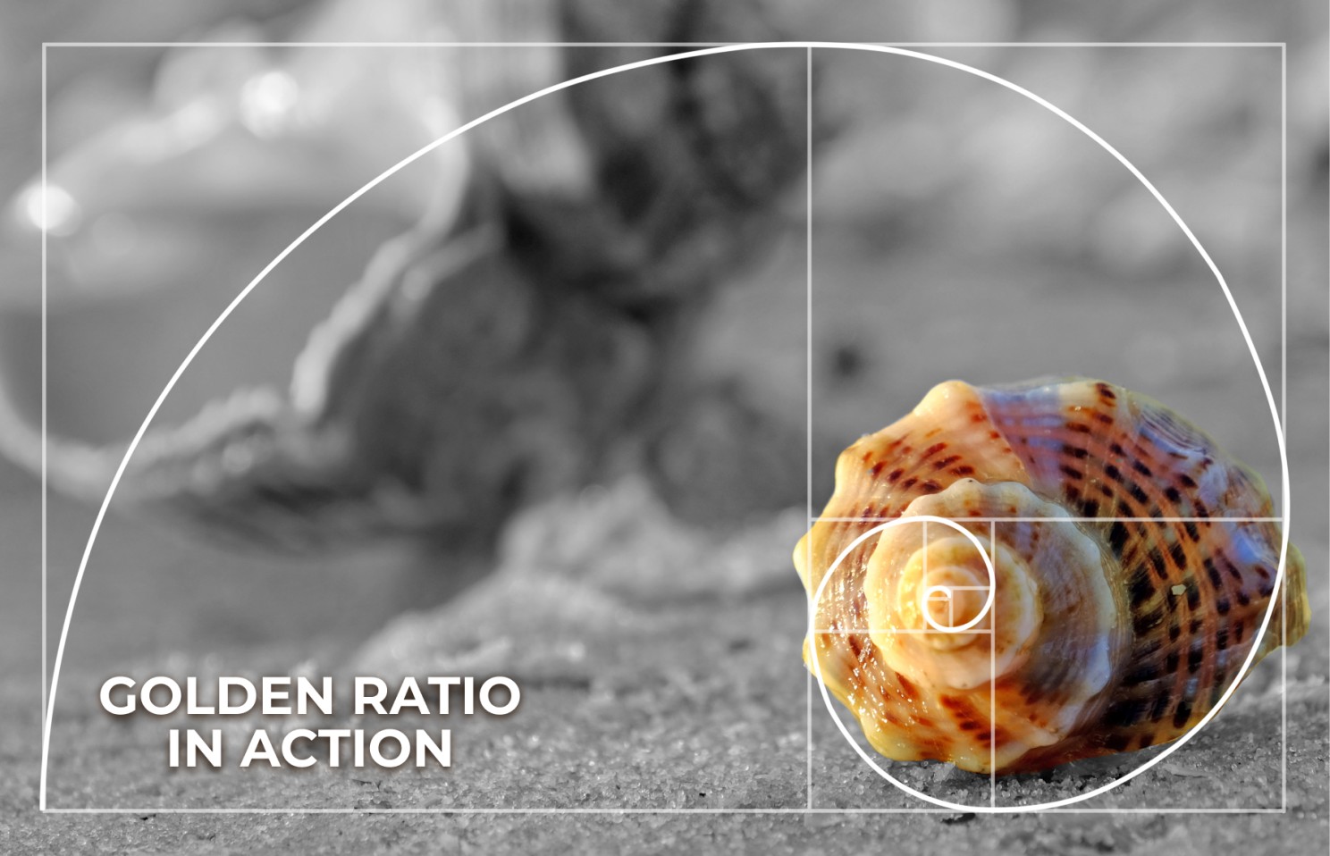Seashell on a sandy beach with the golden ratio overlapping on it, forming a perfectly symmetrical spiral. A text reads "Golden Ratio In Action."
